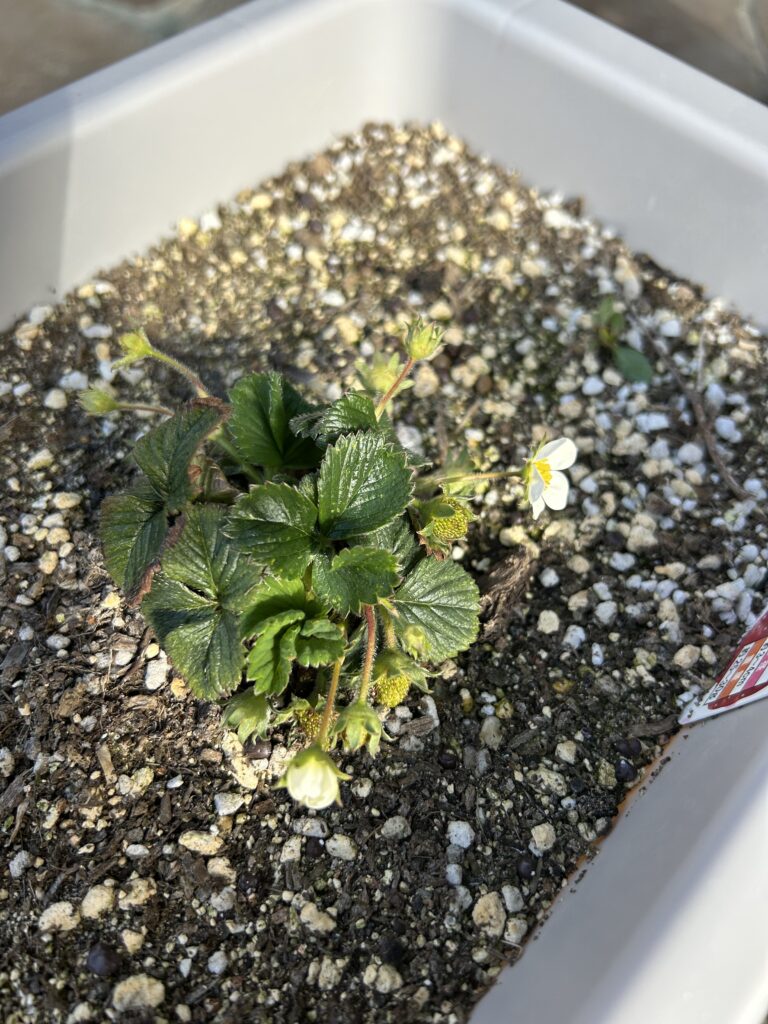 いちごの苗
