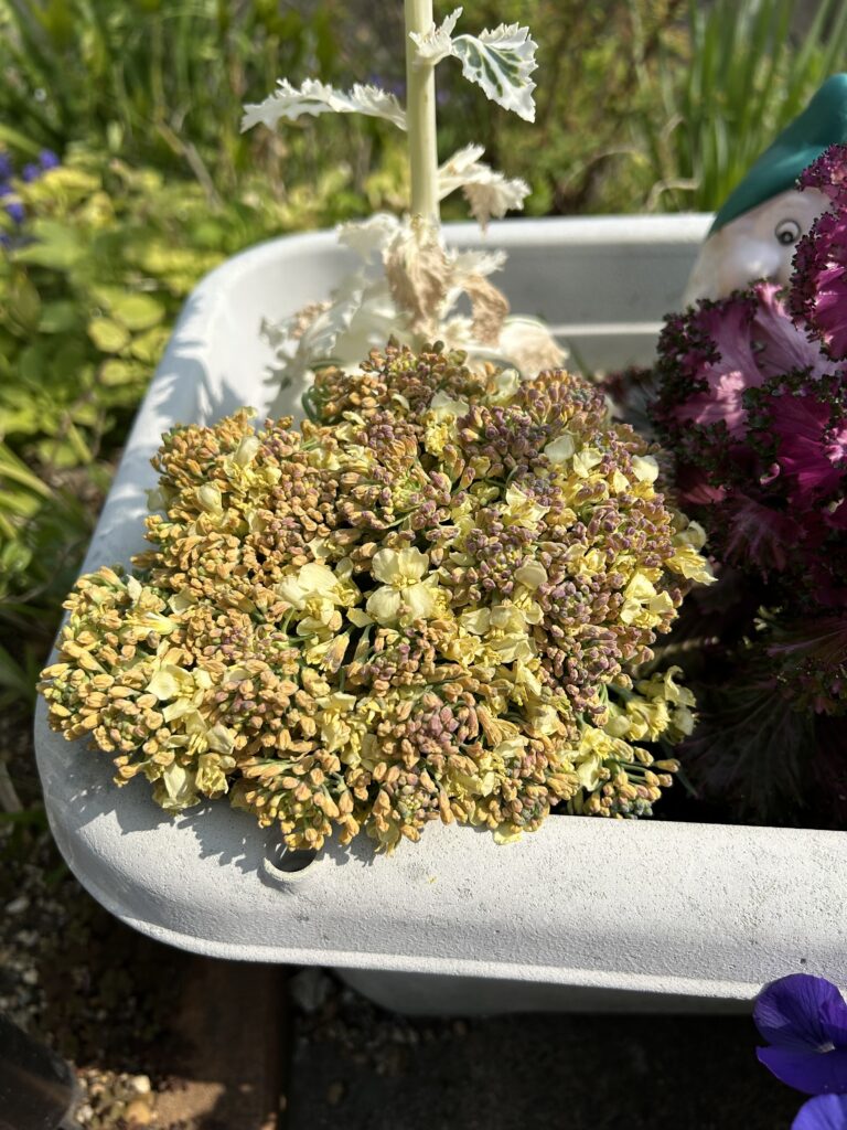 ブロッコリーの苗