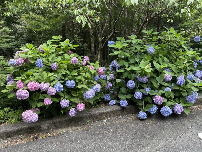 湖西市の山本歯科医院のブログ_紫陽花