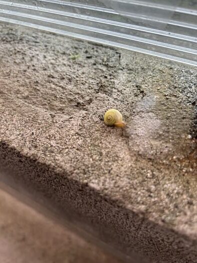 湖西市の山本歯科医院のブログ_梅ジュース、梅雨
